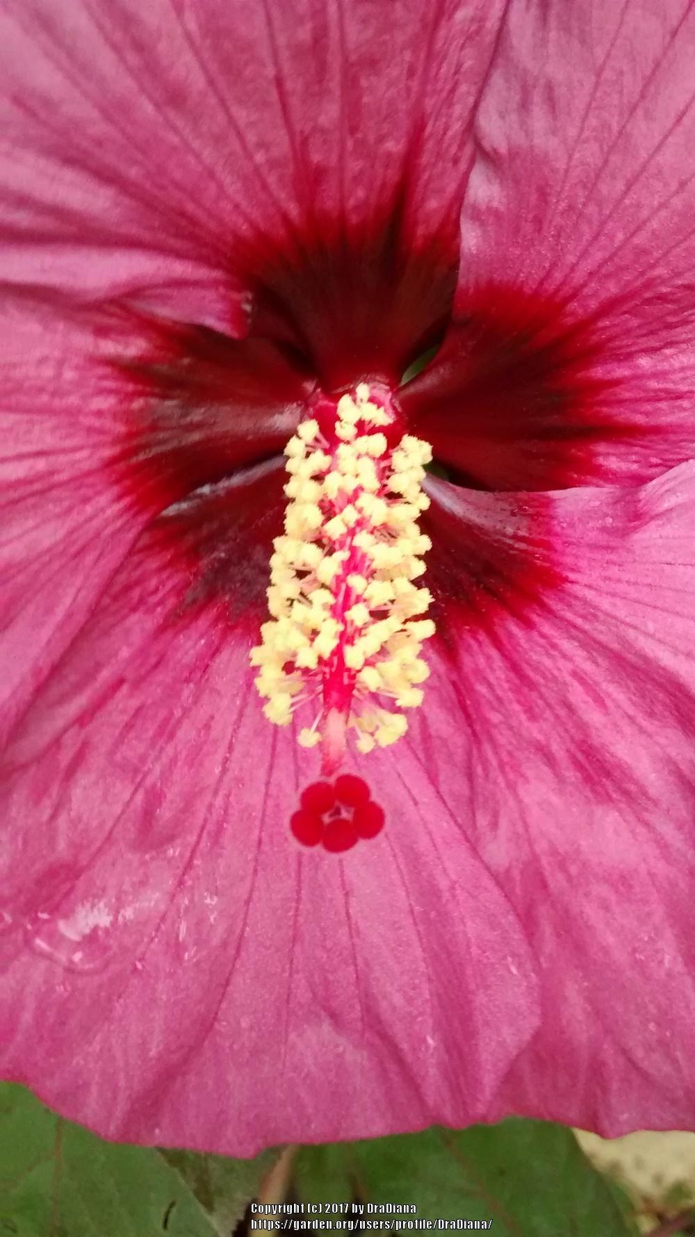 Photo of Hybrid Hardy Hibiscus (Hibiscus Summerific™ Berry Awesome) uploaded by DraDiana