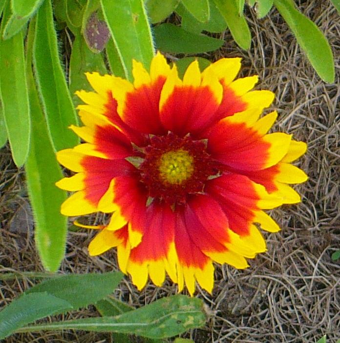 Photo of Blanket Flower (Gaillardia 'Arizona Sun') uploaded by HemNorth