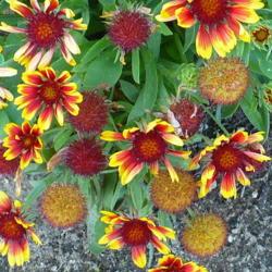 Location: Nora's Garden - Castlegar, B.C.
Date: 2014-07-31
 6:15 pm.  An abundance of bloom.