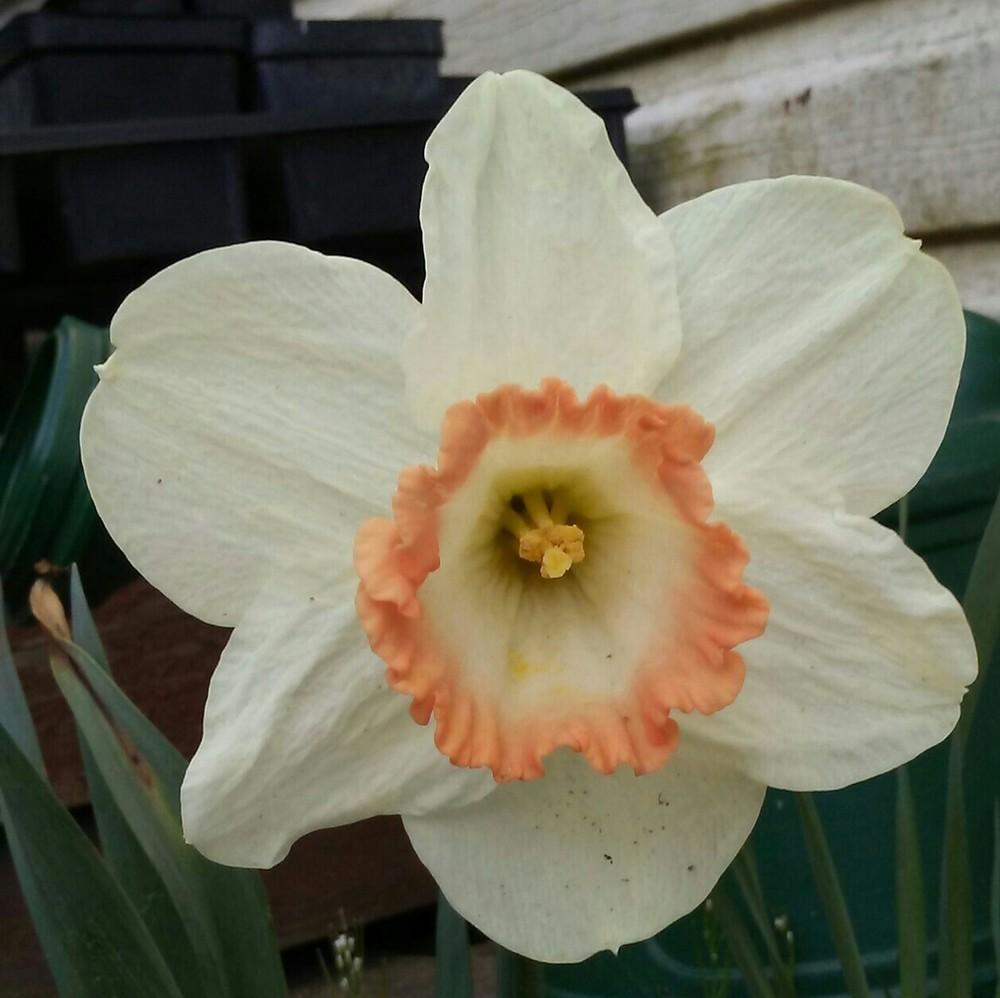 Photo of Large-Cupped Daffodil (Narcissus 'Pink Charm') uploaded by Tiff2884