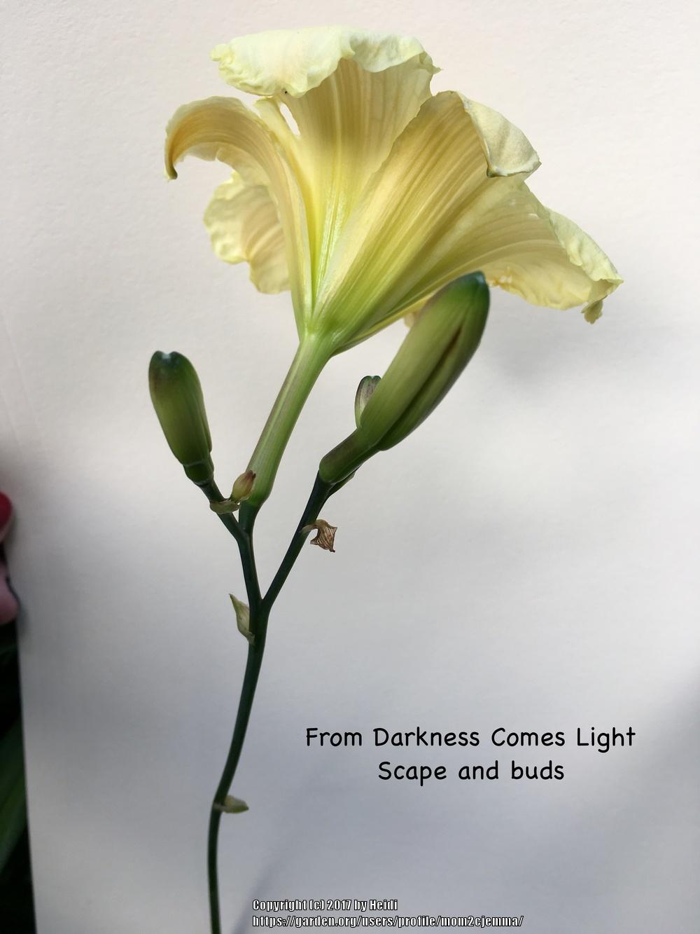 Photo of Daylily (Hemerocallis 'From Darkness Comes Light') uploaded by mom2cjemma