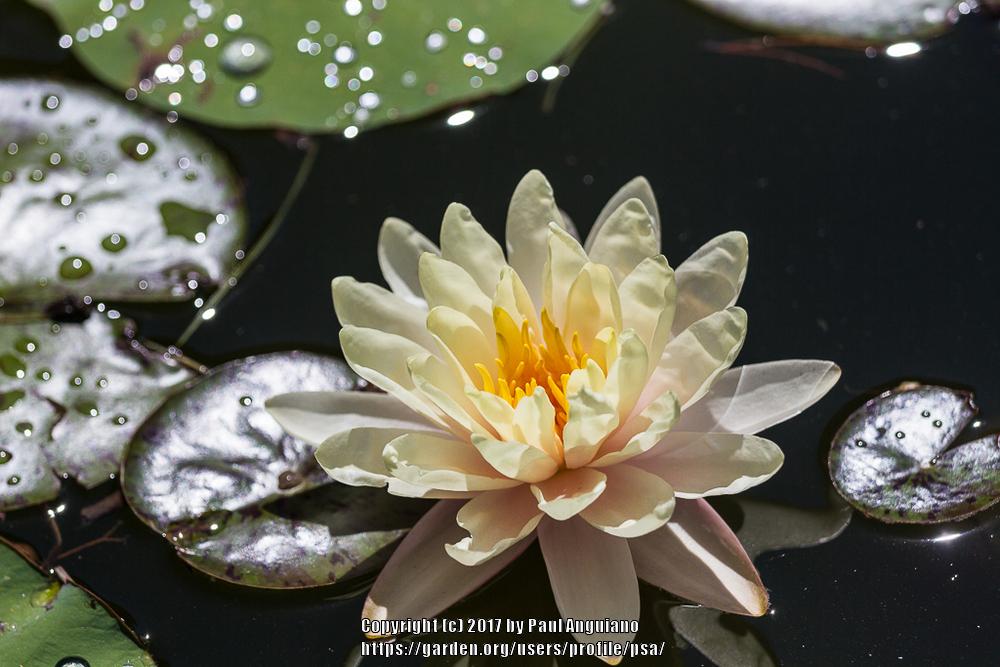 Photo of Hardy Water Lily (Nymphaea 'Augustus McCray') uploaded by psa