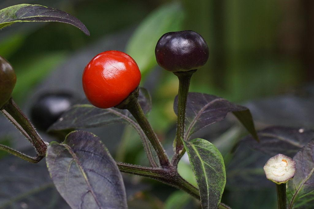Photo of Ornamental Pepper (Capsicum annuum 'Black Pearl') uploaded by robertduval14