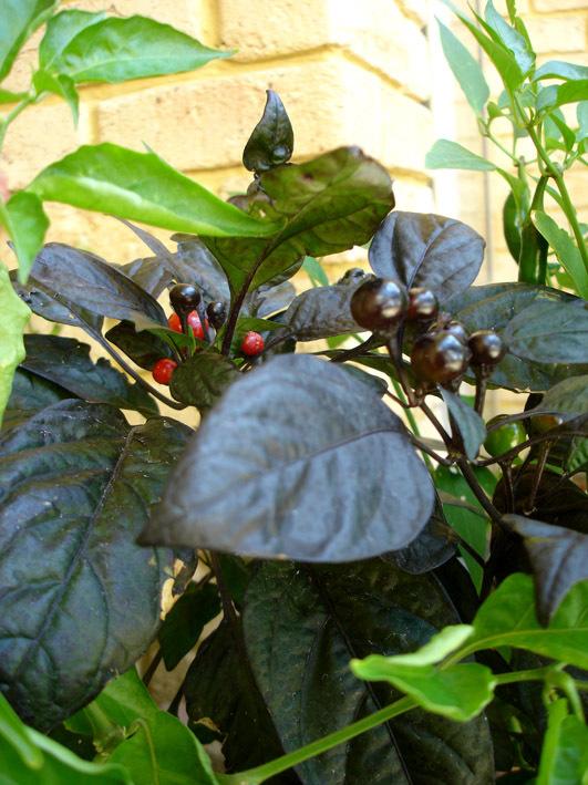 Photo of Ornamental Pepper (Capsicum annuum 'Black Pearl') uploaded by robertduval14