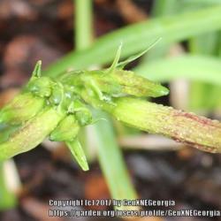 Location: Flowery Branch, GA
Date: 2017-07-04
Catapult Sam Buds - 2 scapes