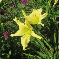 Location: My 6b garden
Date: 2017-07-03
FFE from 2017 addition from O'Bannon Springs Daylilies. This one 