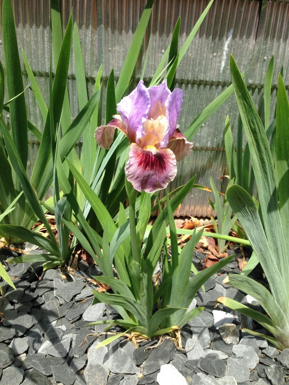 Photo of Arilbred Iris (Iris 'Shabaza') uploaded by brozeus
