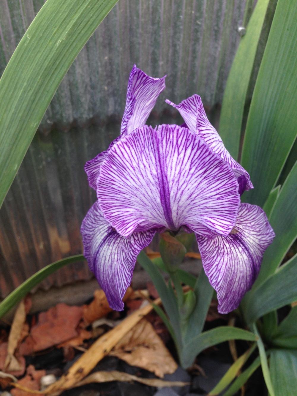 Photo of Arilbred Iris (Iris 'Jonnye's Magic') uploaded by brozeus