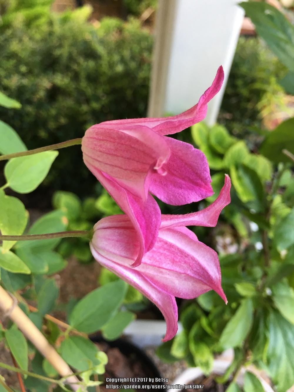 Photo of Clematis (Clematis texensis 'Duchess of Albany') uploaded by piksihk