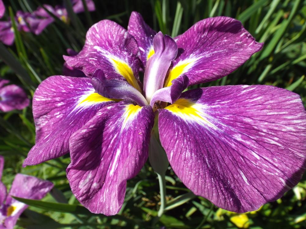 Photo of Japanese Iris (Iris ensata) uploaded by poisondartfrog