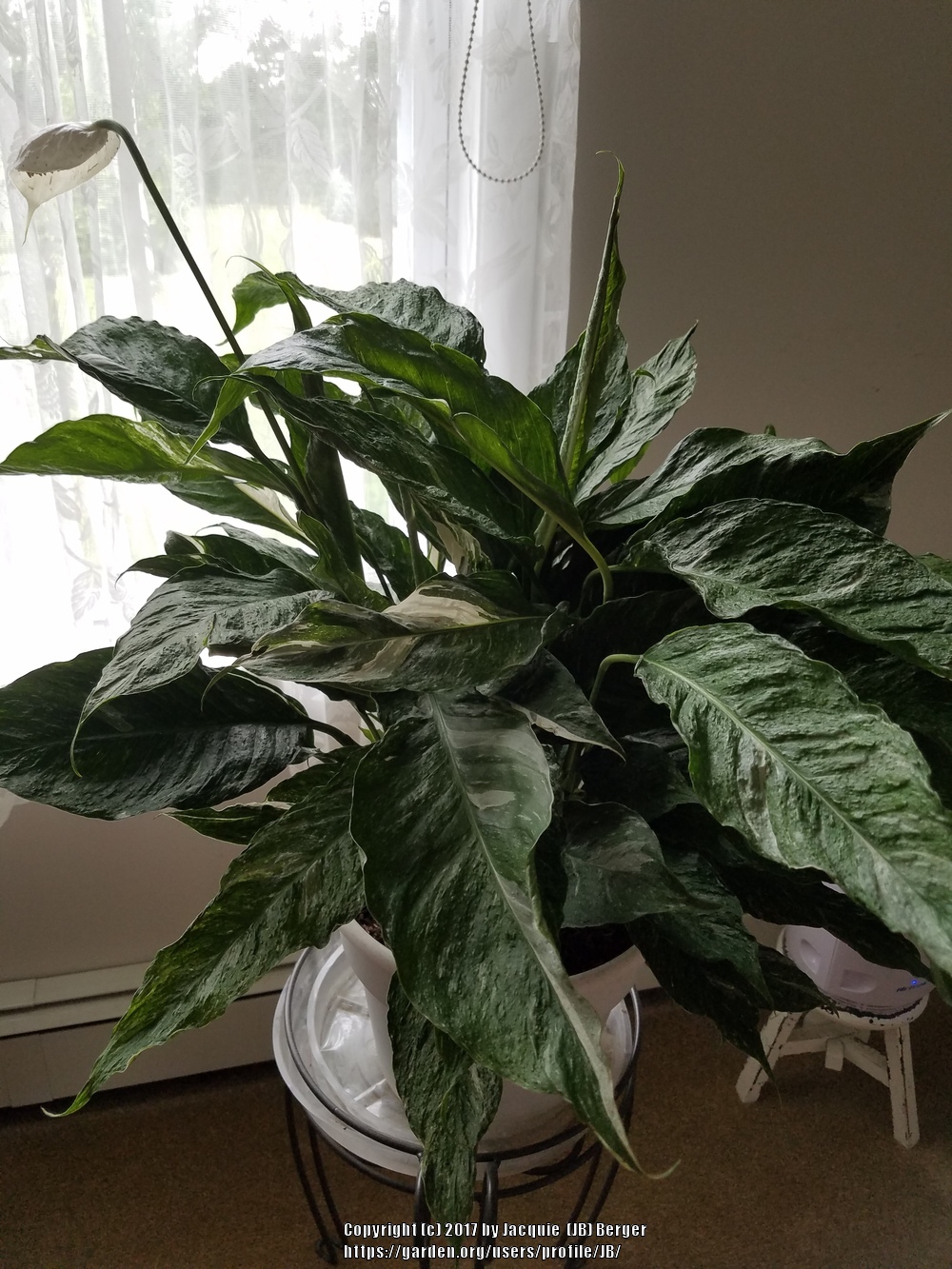 Photo of Peace Lily (Spathiphyllum 'Domino') uploaded by JB