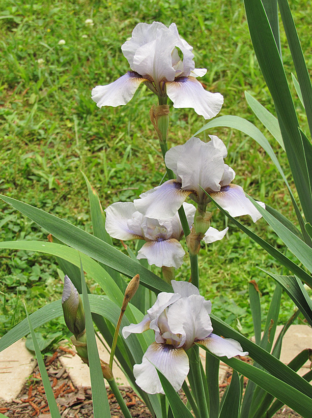 Photo of Species X Iris (Iris 'Chocobeards') uploaded by Lestv