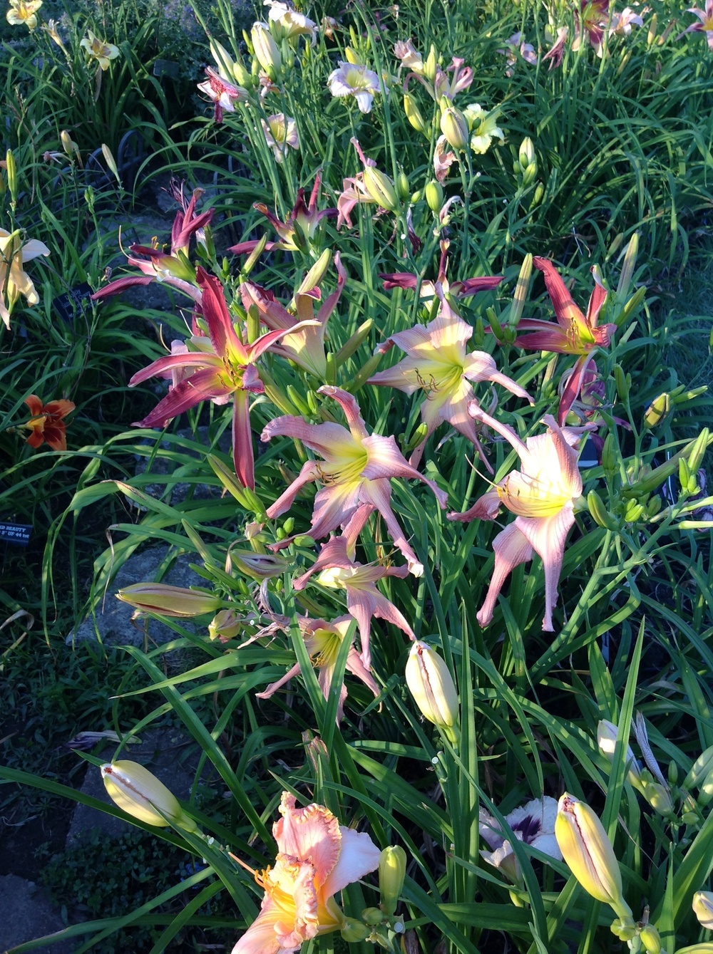 Photo of Daylily (Hemerocallis 'Smoky Mountain Star') uploaded by Lilydaydreamer