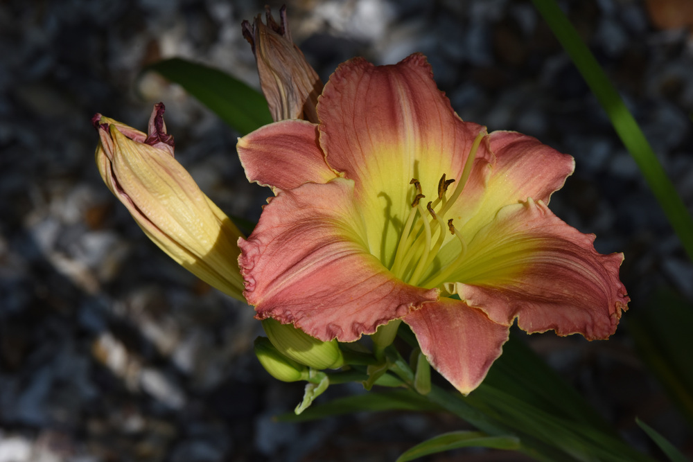 Photo of Daylily (Hemerocallis 'Thanks a Bunch') uploaded by cliftoncat