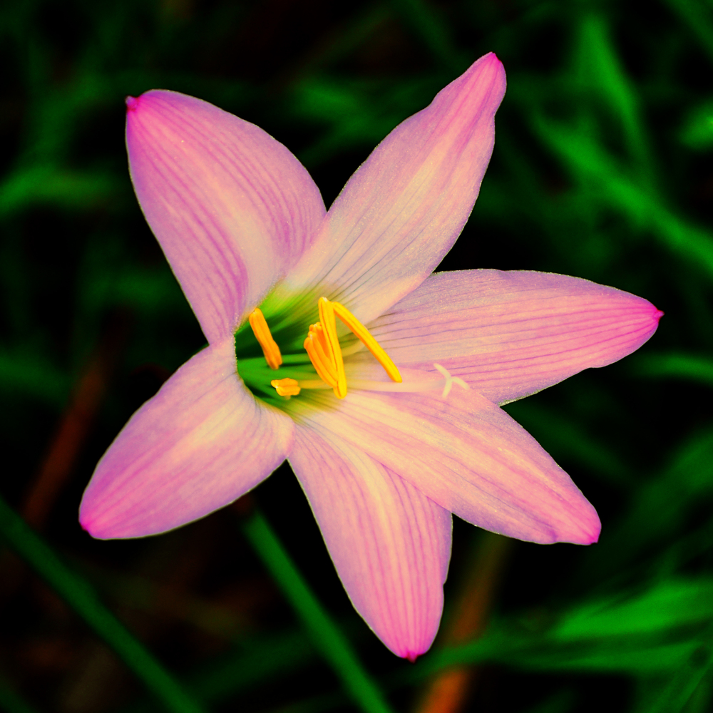 Photo of Zephyr Lily (Zephyranthes rosea) uploaded by dawiz1753