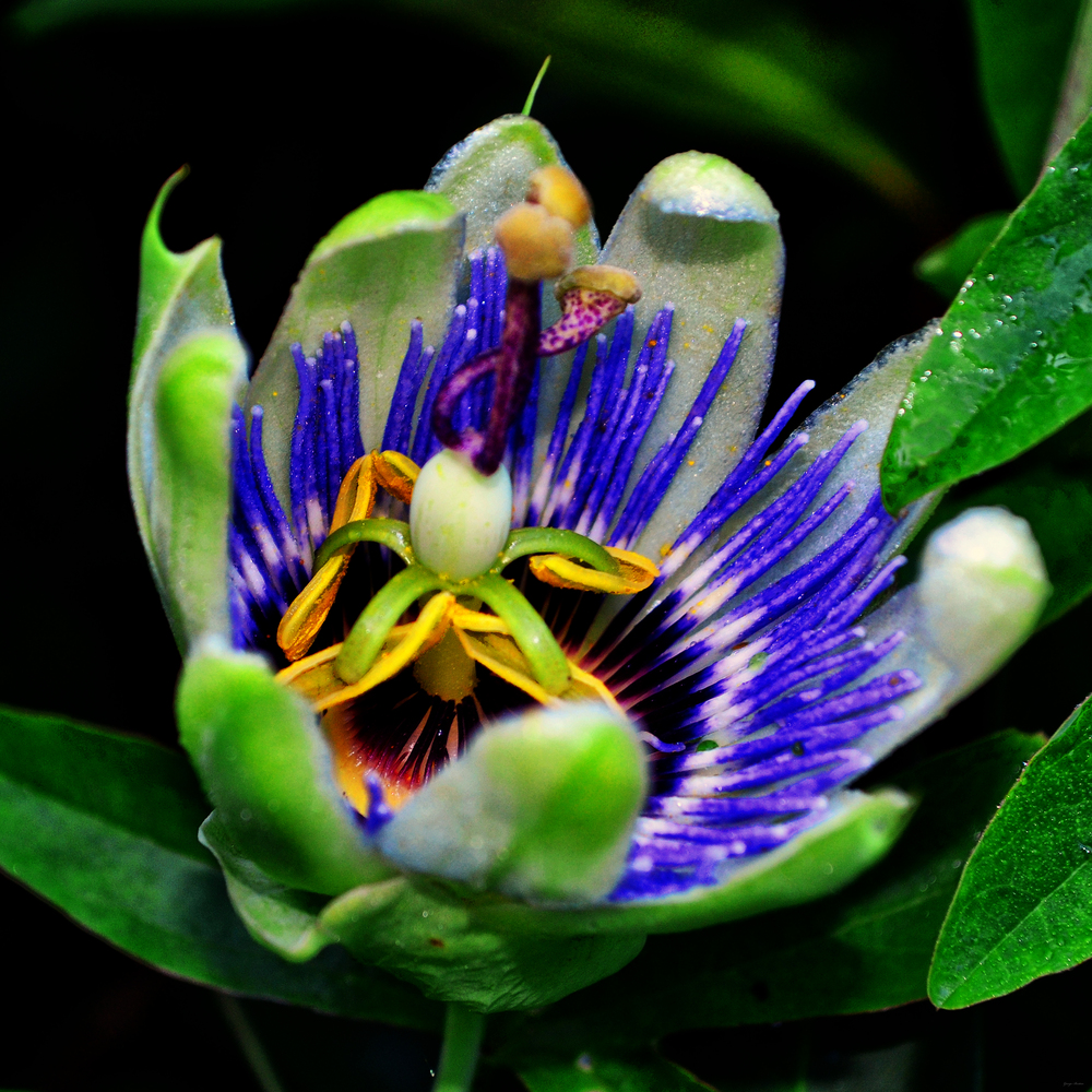 Photo of Blue Passion Flower (Passiflora caerulea) uploaded by dawiz1753