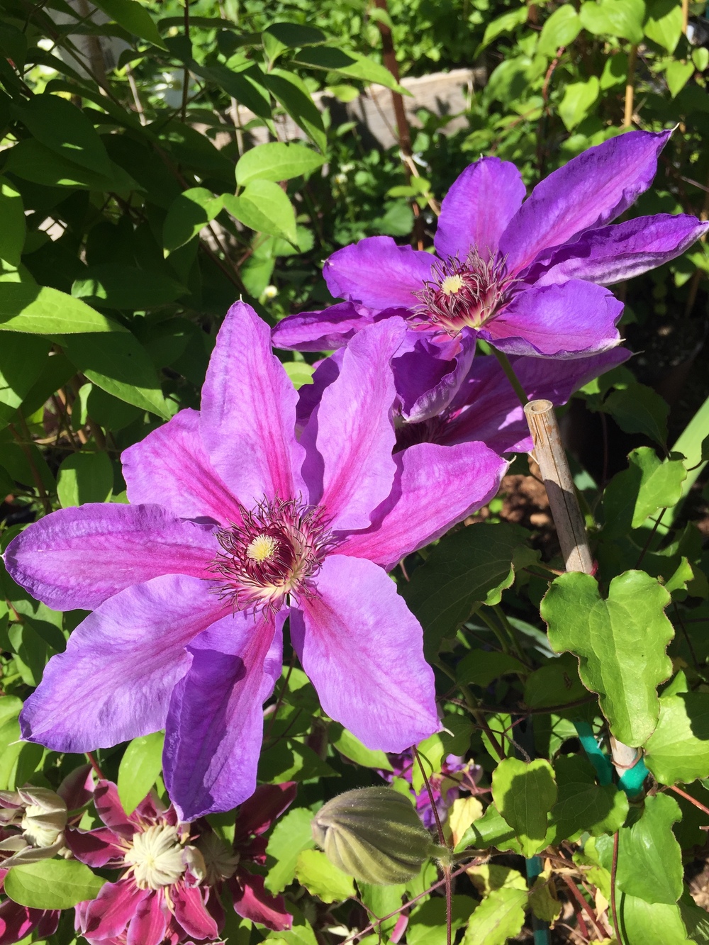 Photo of Clematis 'Horn of Plenty' uploaded by mishkab