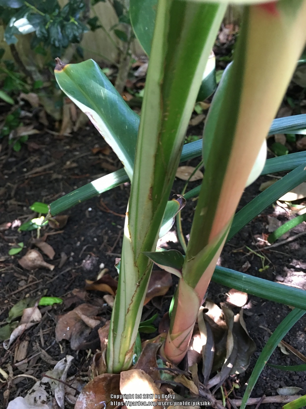 Photo of Ginger Lily (Hedychium 'Dr. Moy') uploaded by piksihk