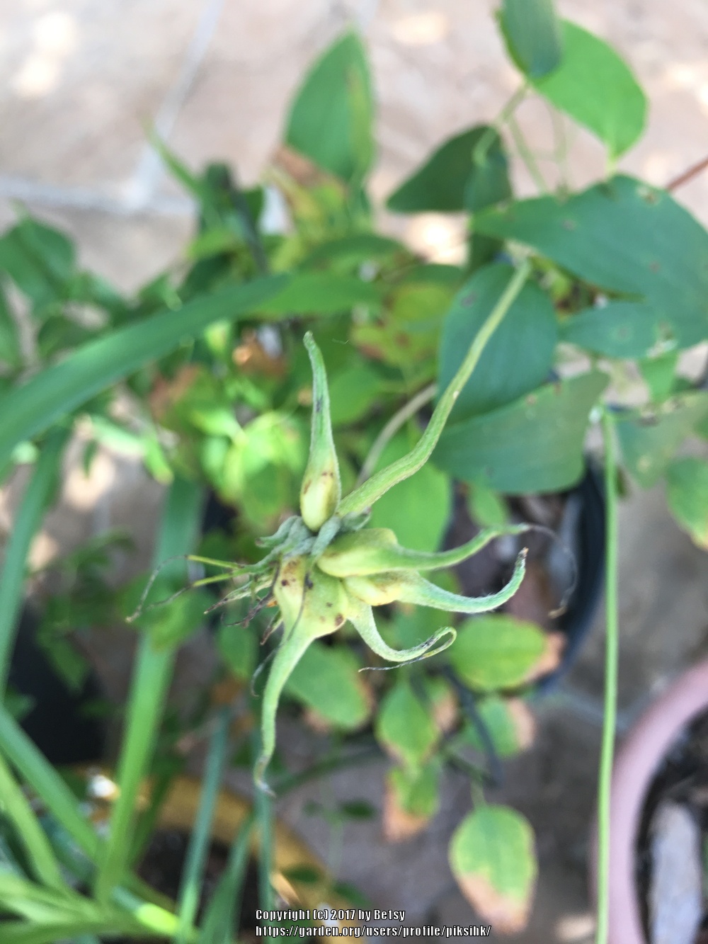Photo of Clematis (Clematis pitcheri) uploaded by piksihk