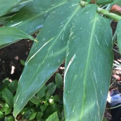 Location: my garden 
Date: 2017-07-06
Pretty variegated leaves