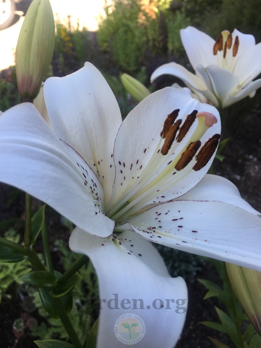 Photo of Lily (Lilium 'Eyeliner') uploaded by springcolor