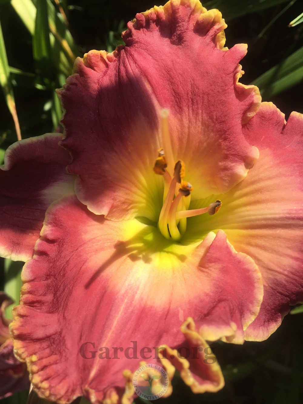 Photo of Daylily (Hemerocallis 'Picture in Picture') uploaded by springcolor