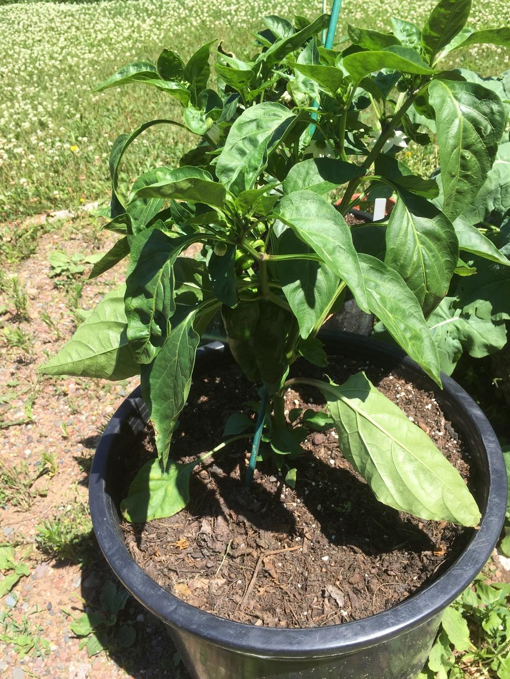Photo of Bell Pepper (Capsicum annuum 'Ace') uploaded by Anderwood