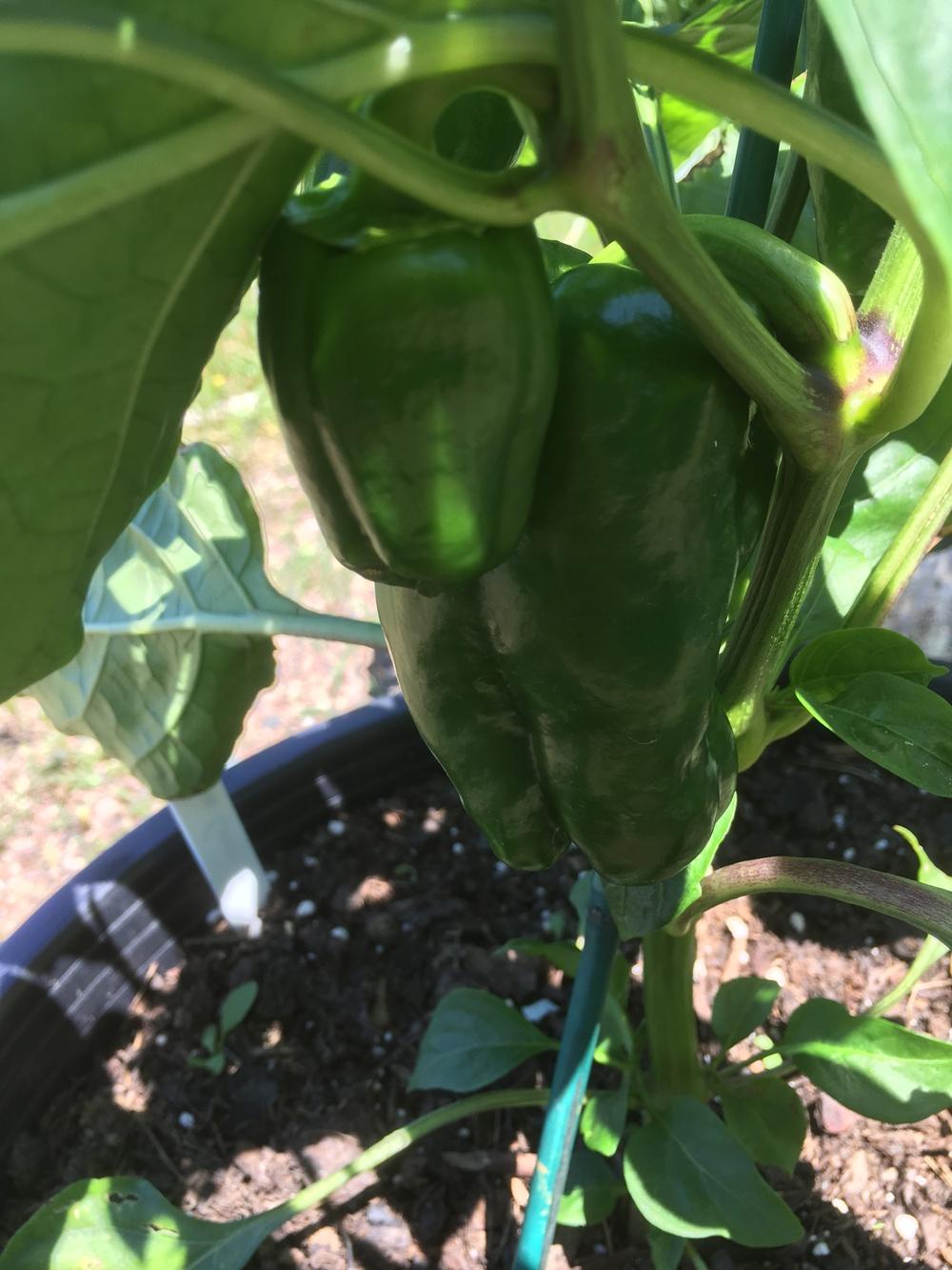 Photo of Bell Pepper (Capsicum annuum 'Ace') uploaded by Anderwood