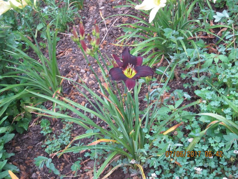 Photo of Daylily (Hemerocallis 'Grape Stomping') uploaded by beenthere