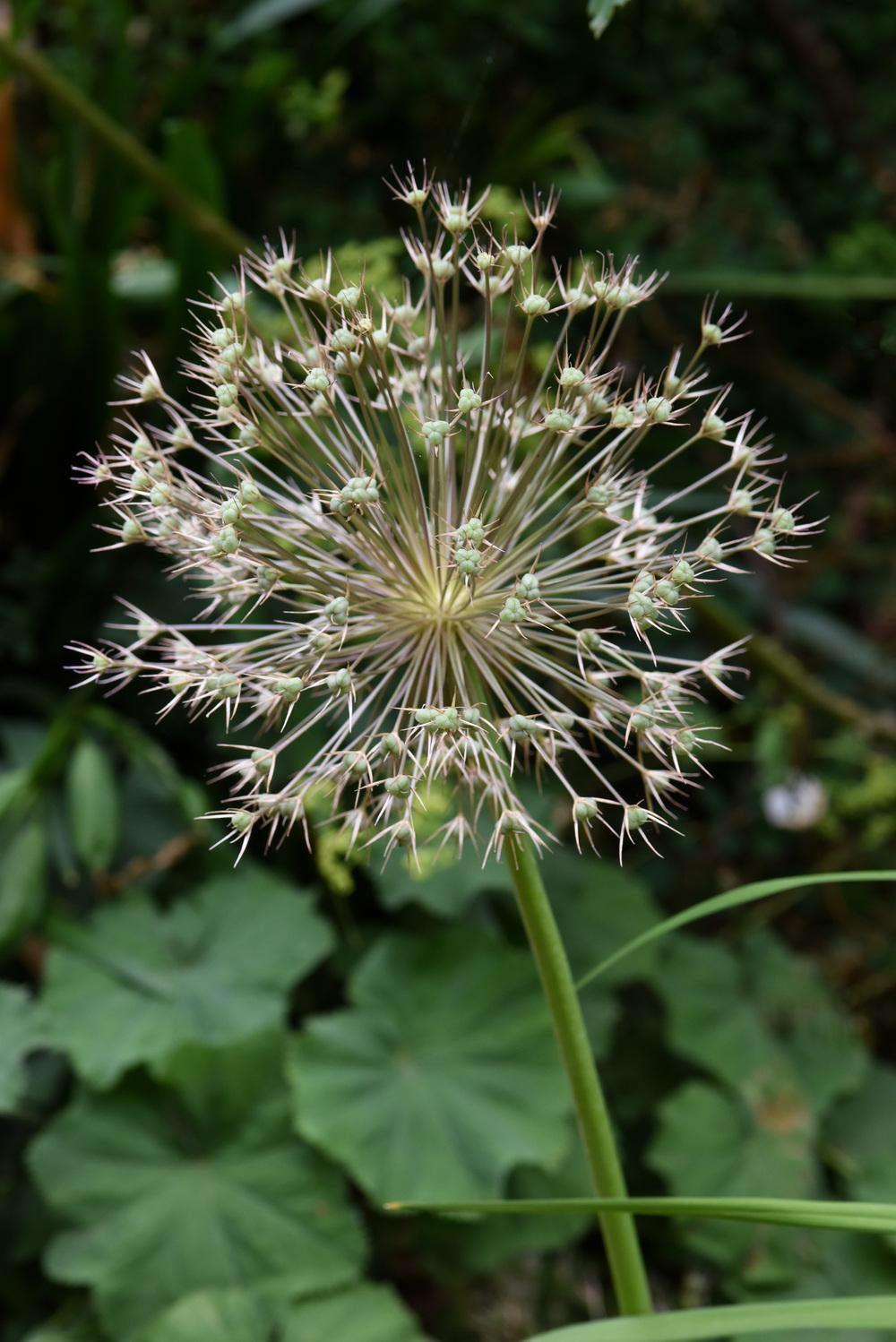 Photo of Stars of Persia (Allium cristophii) uploaded by cliftoncat