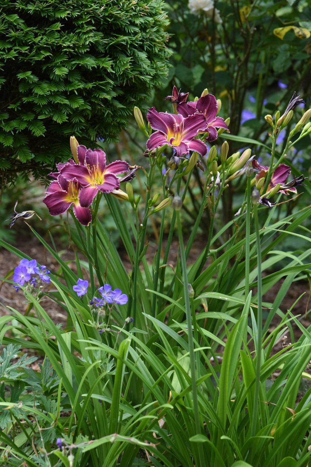 Photo of Daylily (Hemerocallis 'Indian Giver') uploaded by cliftoncat