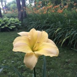 Location: Rideau Lakes, Ontario, Canada
Date: 2017-07-07
Daylily 'Holy Grail'