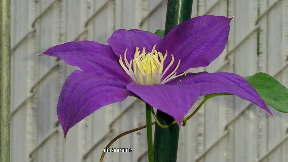 Photo of Clematis 'H.F. Young' uploaded by diasporalife