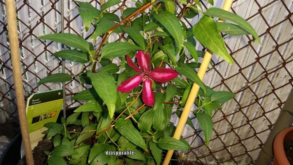 Photo of Clematis Ruutel™ uploaded by diasporalife