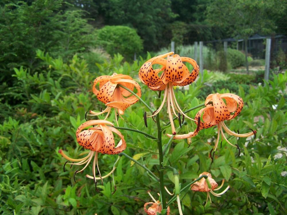 Photo of Tiger Lily (Lilium lancifolium) uploaded by jmorth