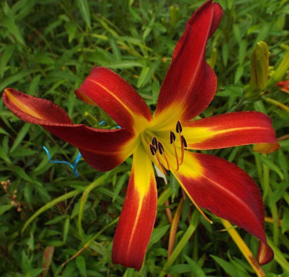 Photo of Daylily (Hemerocallis 'Red Ribbons') uploaded by poisondartfrog