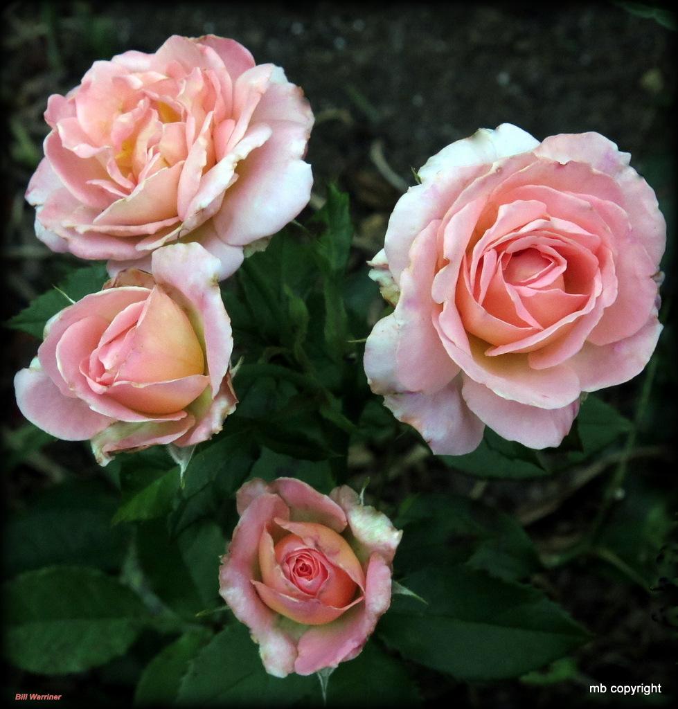 Photo of Rose (Rosa 'Bill Warriner') uploaded by MargieNY
