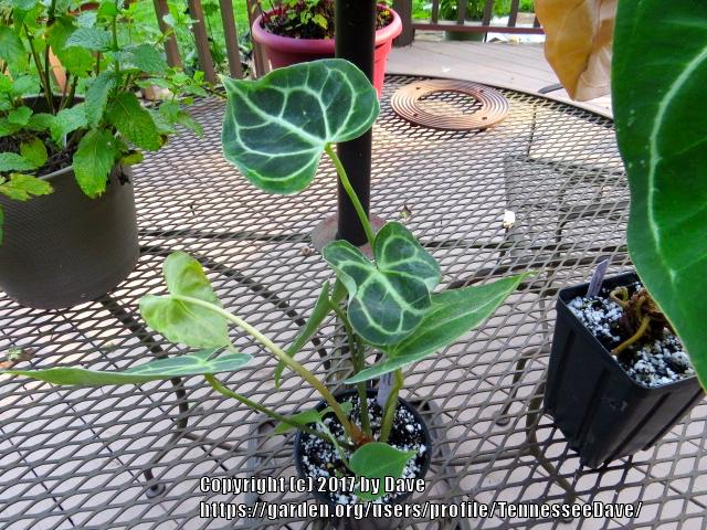 Photo of Anthurium (Anthurium clarinervium) uploaded by TennesseeDave