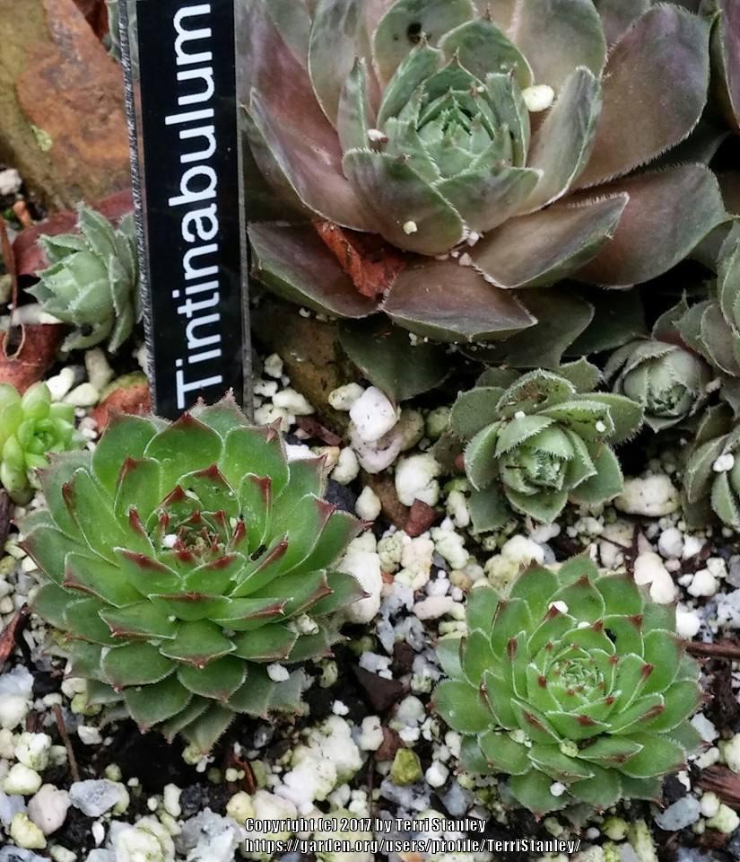 Photo of Hen and Chicks (Sempervivum 'Tintinabulum') uploaded by TerriStanley