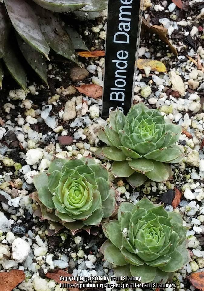 Photo of Hen and Chicks (Sempervivum 'Blonde Dame') uploaded by TerriStanley