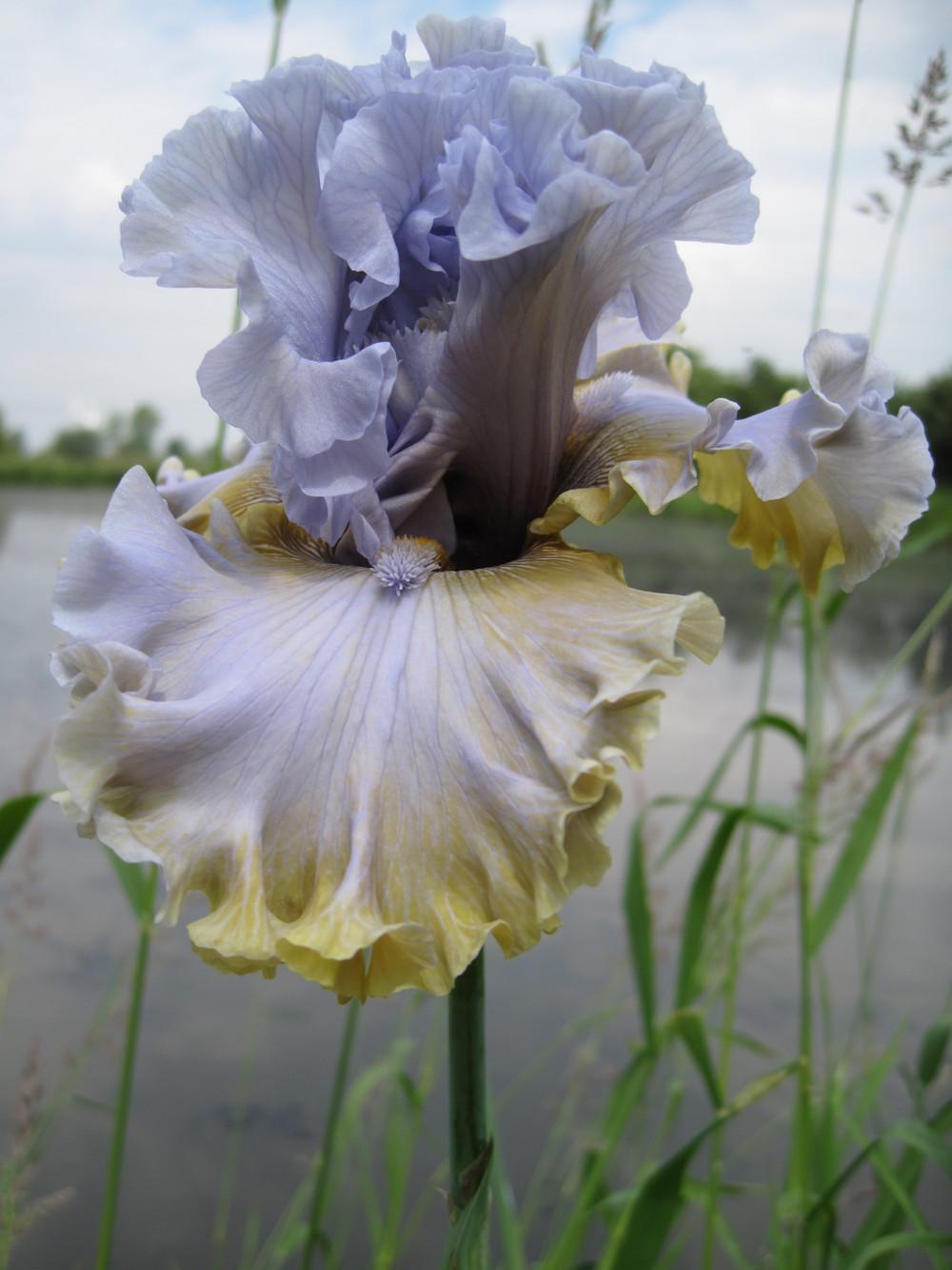 Photo of Tall Bearded Iris (Iris 'Sergey') uploaded by barashka