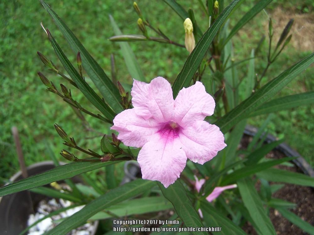 Photo of Mexican Petunia (Ruellia simplex) uploaded by chickhill