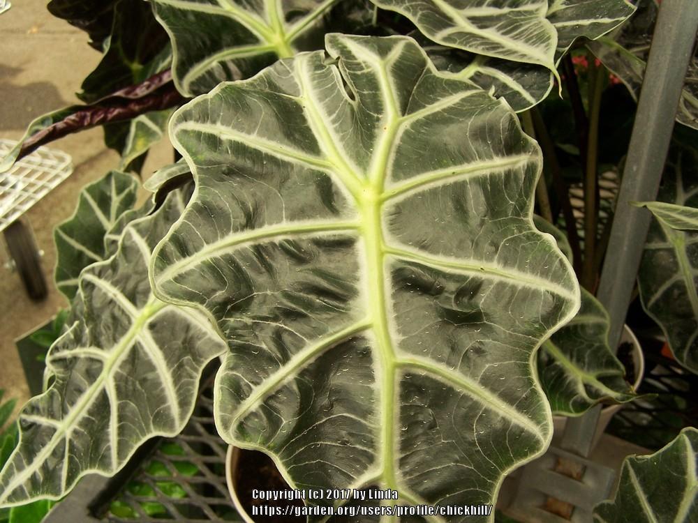 Photo of African Mask (Alocasia 'Amazonica') uploaded by chickhill