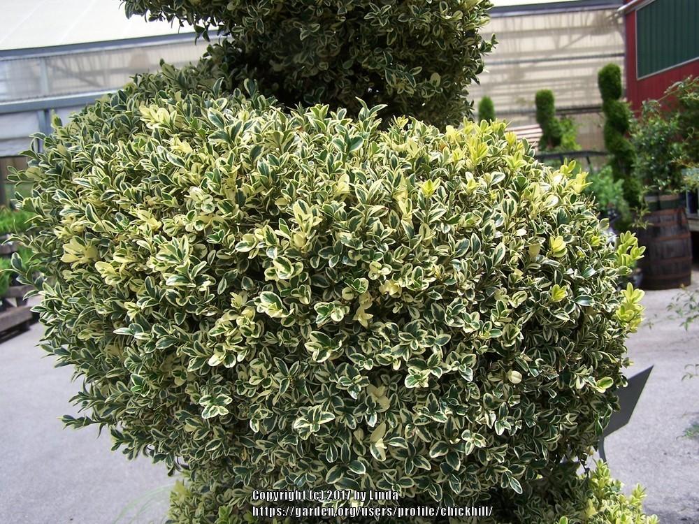Photo of Variegated Boxwood (Buxus sempervirens 'Variegata') uploaded by chickhill