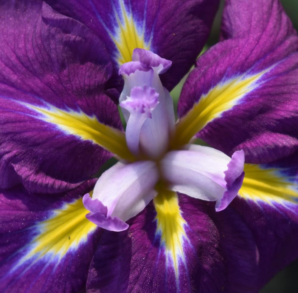Photo of Japanese Iris (Iris ensata) uploaded by pixie62560