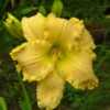 Asheville Vagabond in the rain blooming for the first time in my 