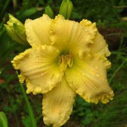 Location: Myersville, Maryland
Date: 2017-07-05
Asheville Vagabond in the rain blooming for the first time in my 