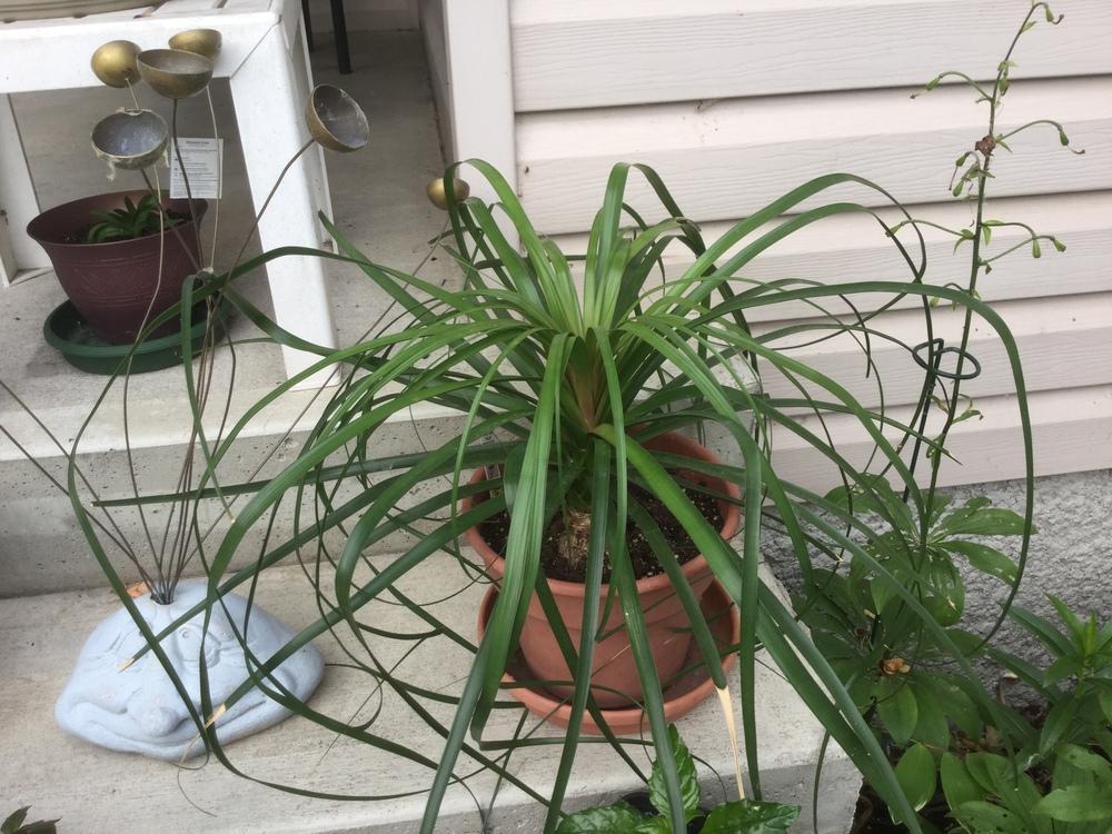 Photo of Ponytail Palm (Beaucarnea recurvata) uploaded by DebbieC
