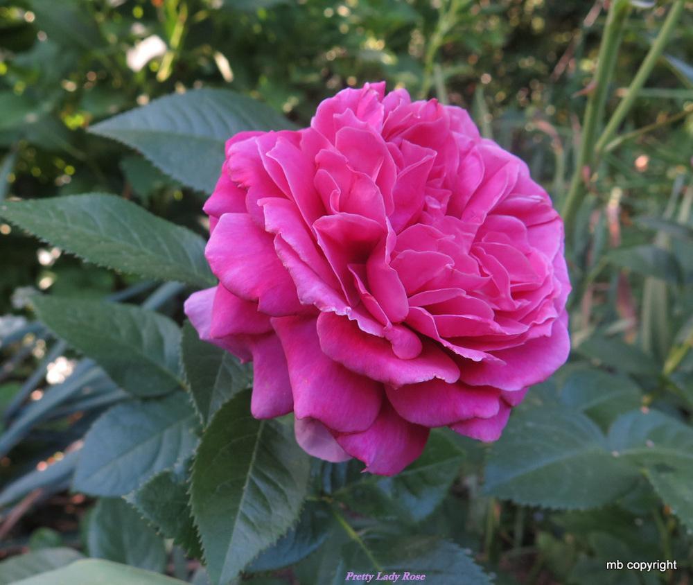 Photo of Rose (Rosa 'Pretty Lady Rose') uploaded by MargieNY
