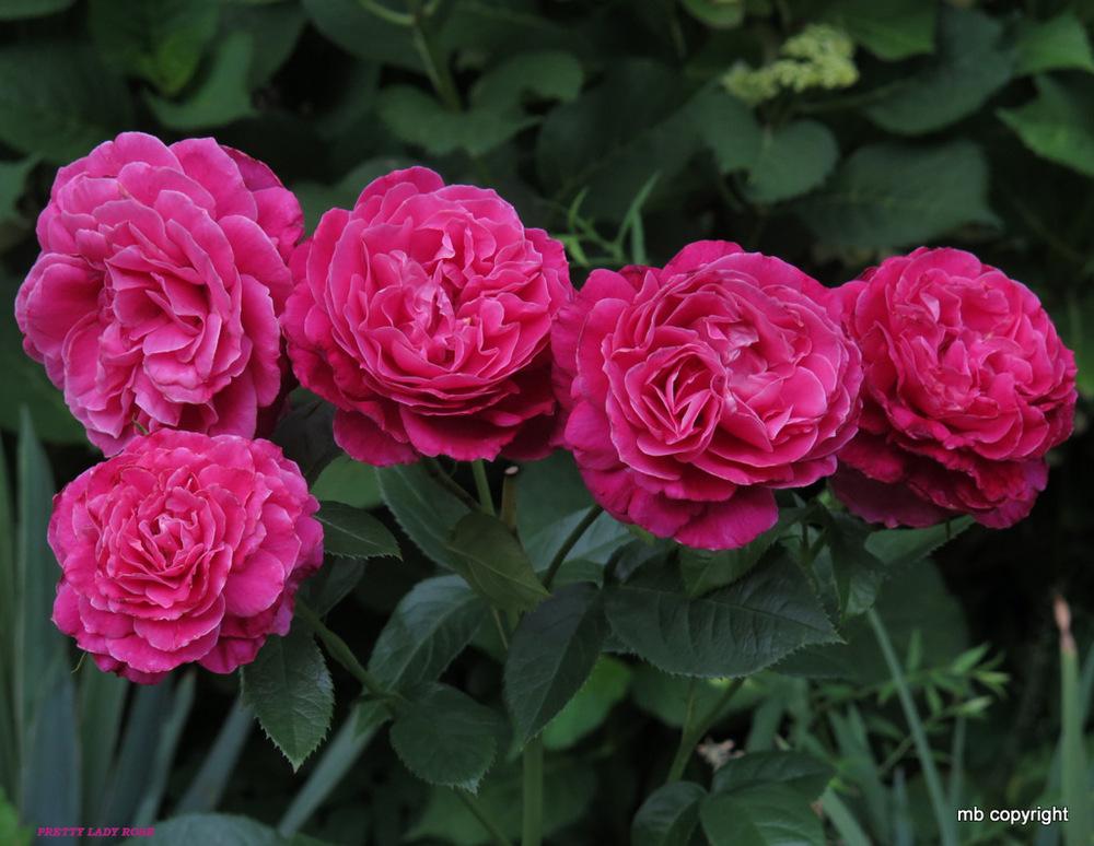 Photo of Rose (Rosa 'Pretty Lady Rose') uploaded by MargieNY